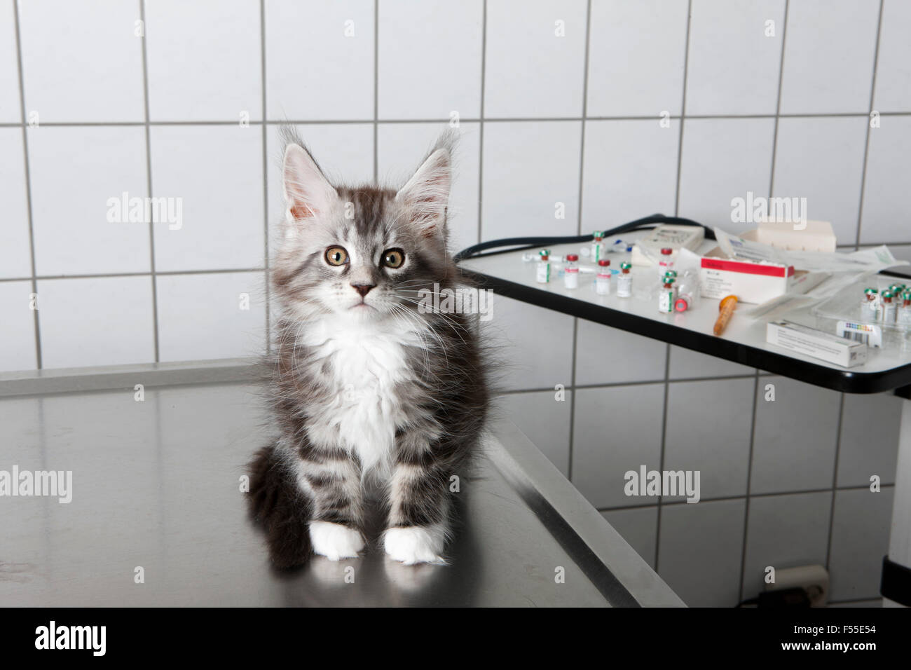 Ritratto di gatto seduto sul tavolo in clinica veterinaria Foto Stock