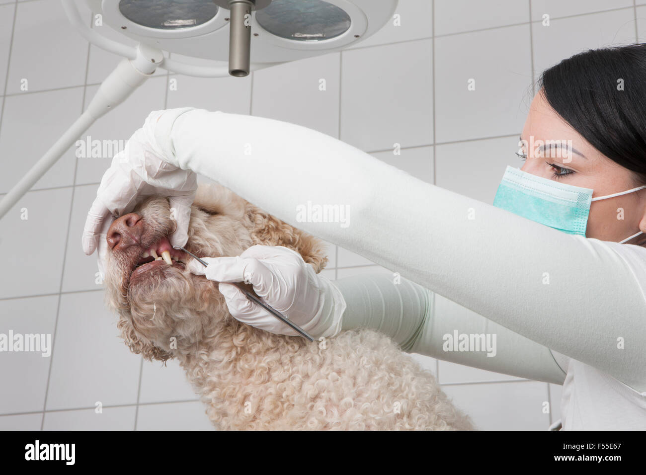 Veterinario del cane di pulizia i denti in clinica Foto Stock