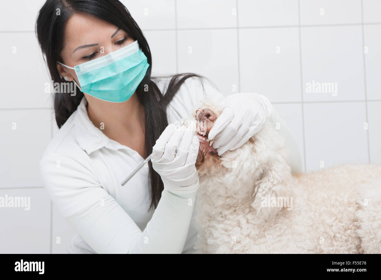 Veterinario del cane di pulizia di denti in ospedale per animali Foto Stock