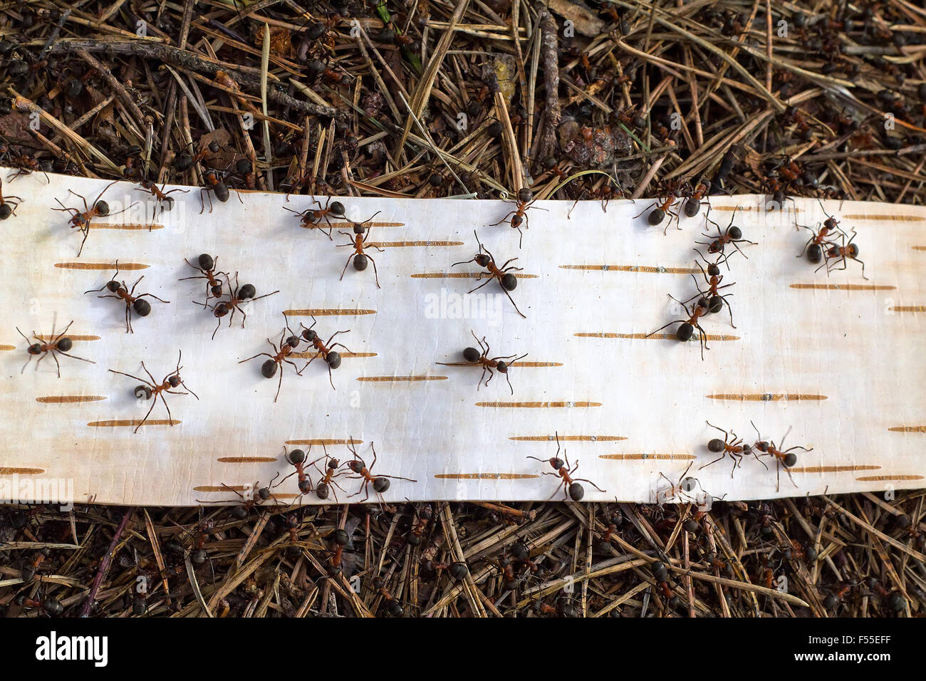 Le formiche sulla strada dalla corteccia di betulla close up Foto Stock