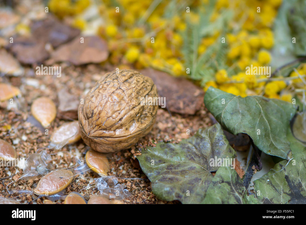 Bella composizione con materiale naturale, come frutta secca, noci, pigne, uva, nocciole e mais Foto Stock