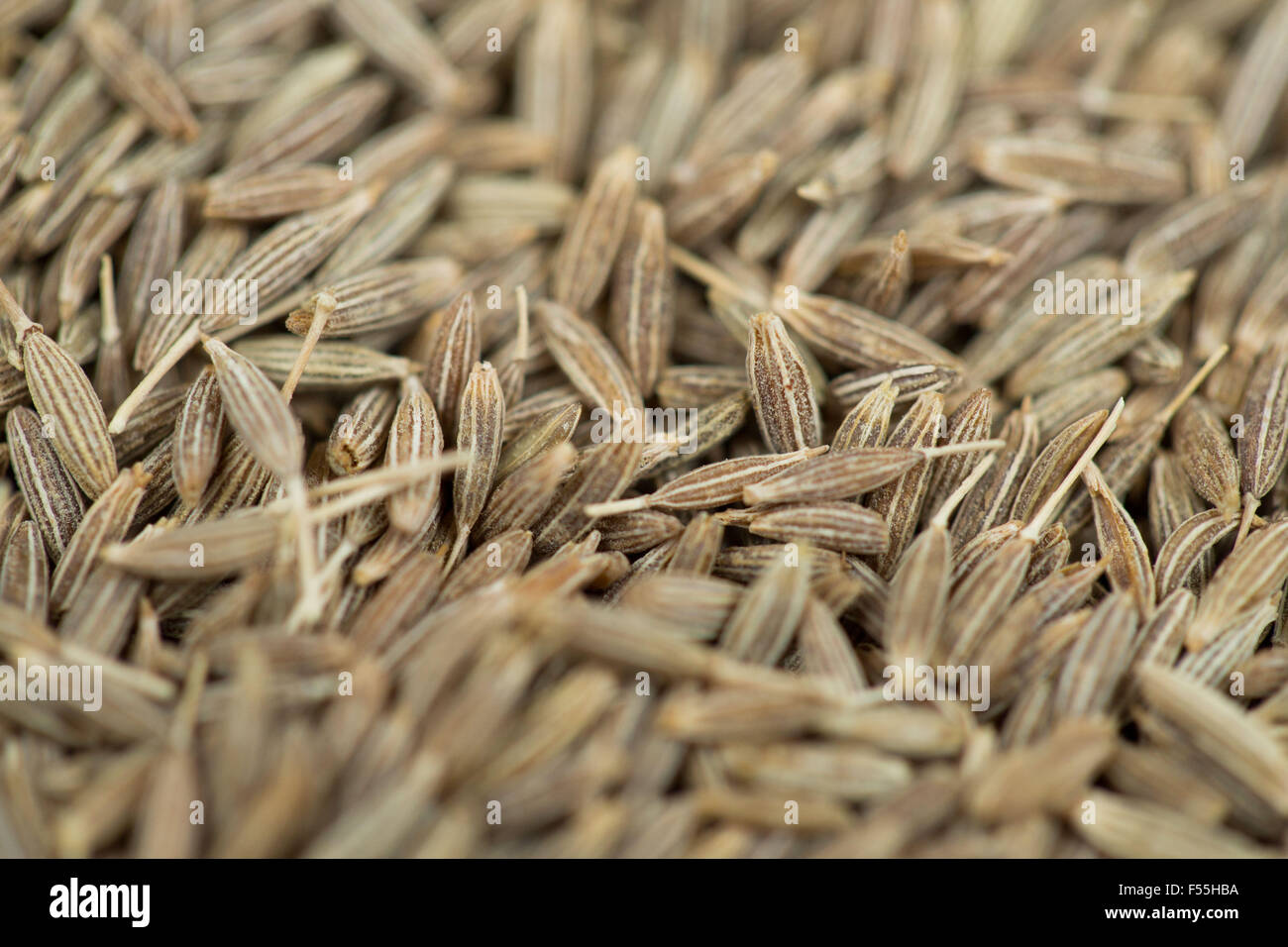 Una macro shot di una grande quantità di semi di cumino. Foto Stock