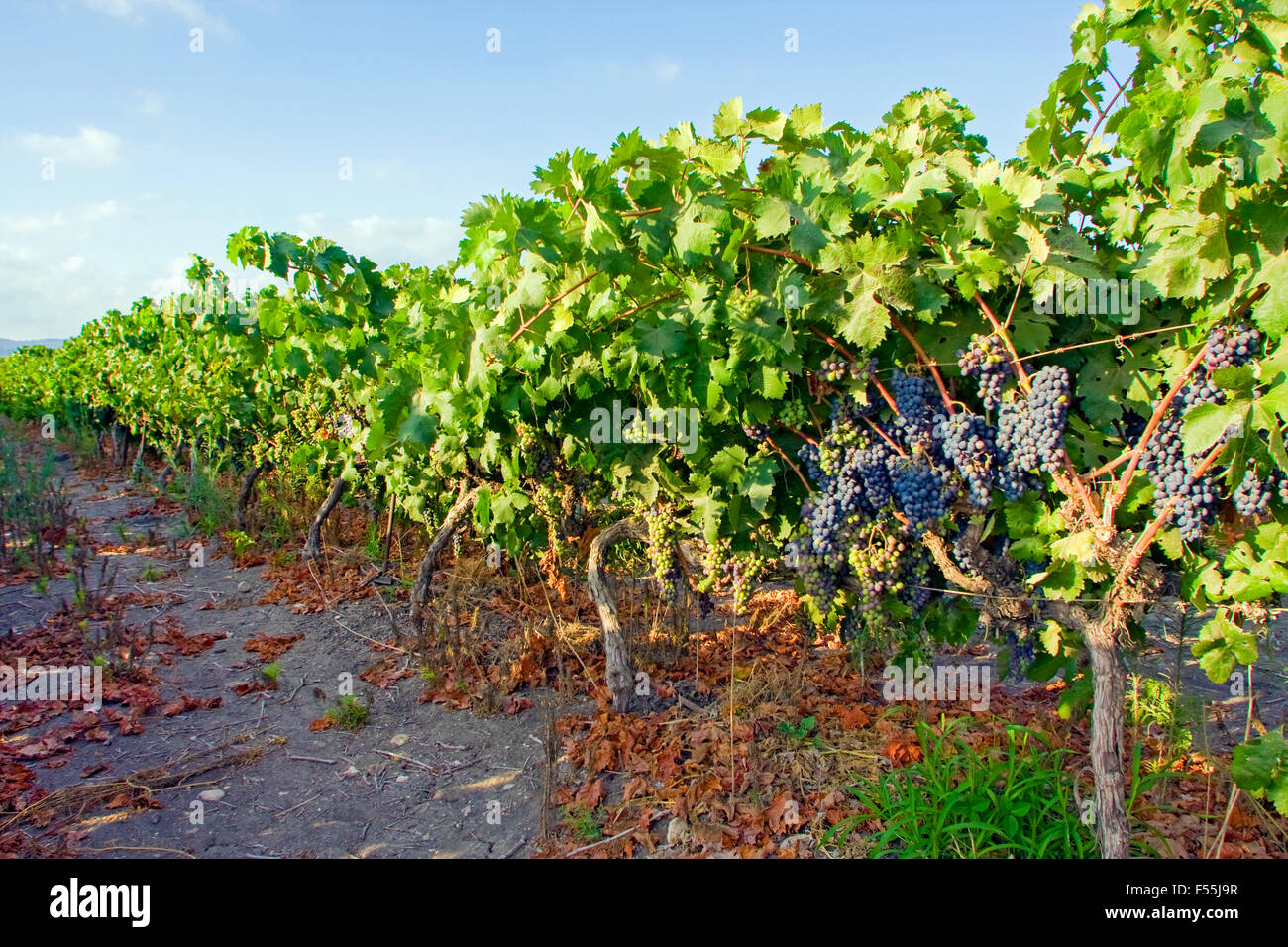 Un grappolo di uva rossa maturazione su un vitigno Foto Stock
