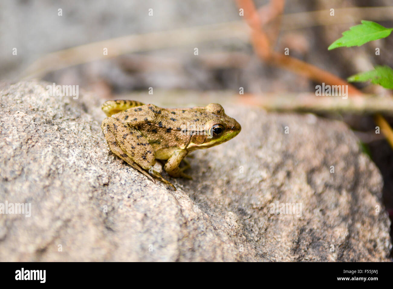 Rana su una roccia Foto Stock