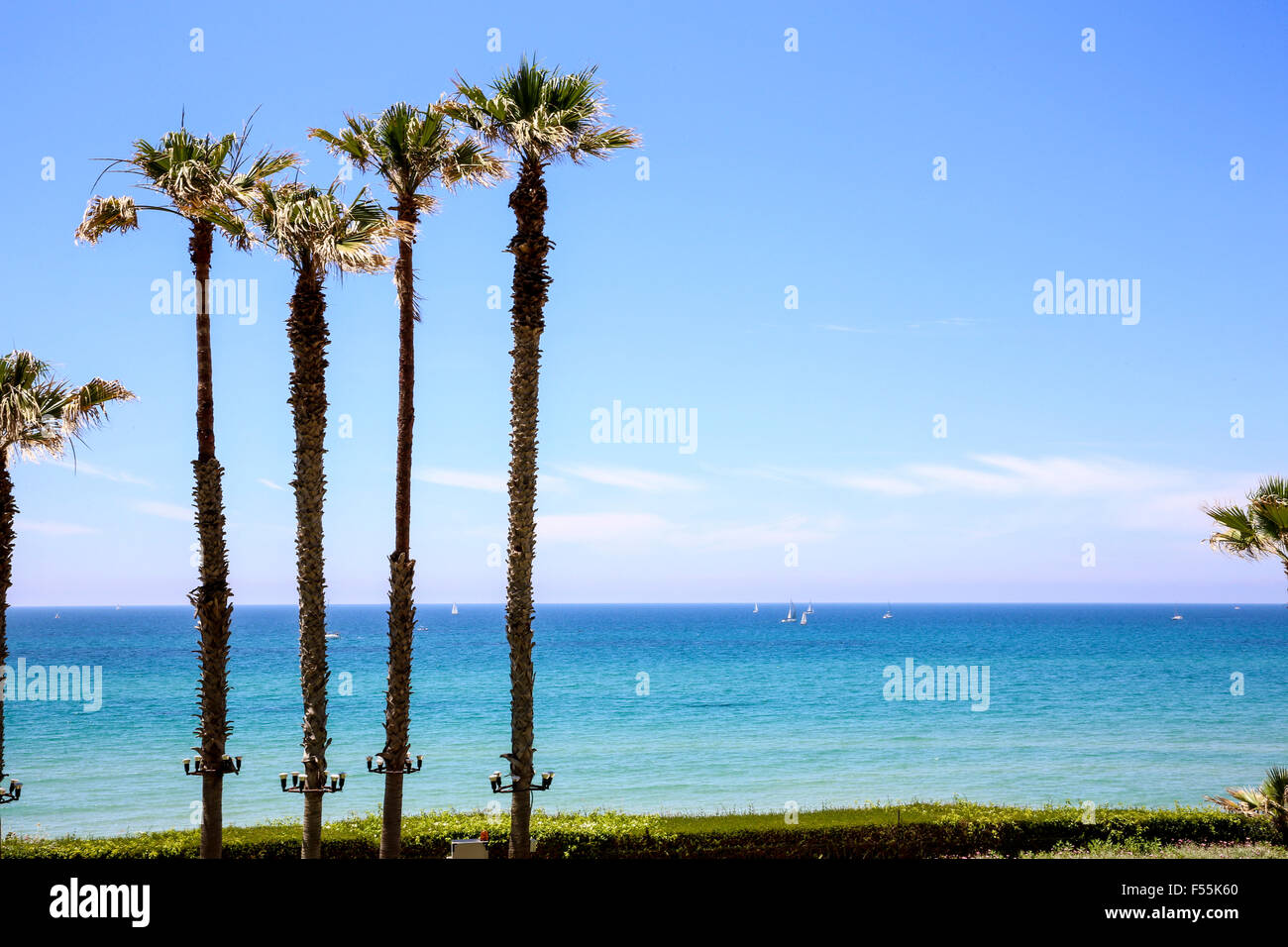 Le palme sulla spiaggia. Fotografato sul Mediterraneo a riva, Herzliya, Israele Foto Stock