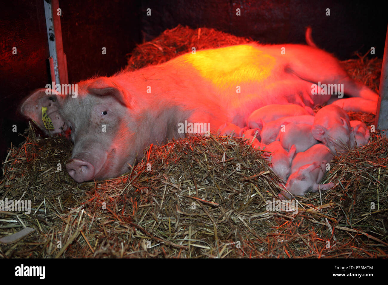 22.12.2010, Prangendorf , Meclemburgo-pomerania , Germania - scrofa e suinetti sono sotto una luce rossa in paglia. 00S101222D701CAROEX.JPG - non per la vendita in G E R M A N Y, A U S T R I A, S W I T Z e R L A N D [modello di rilascio: non applicabile, la proprietà di rilascio: NO (c) caro agenzia fotografica / sorge, http://www.caro-images.pl, info@carofoto.pl - nel caso di utilizzo di foto per non-scopi giornalistici, siete pregati di contattare l'Agenzia - la foto è soggetto a royalty!] Foto Stock