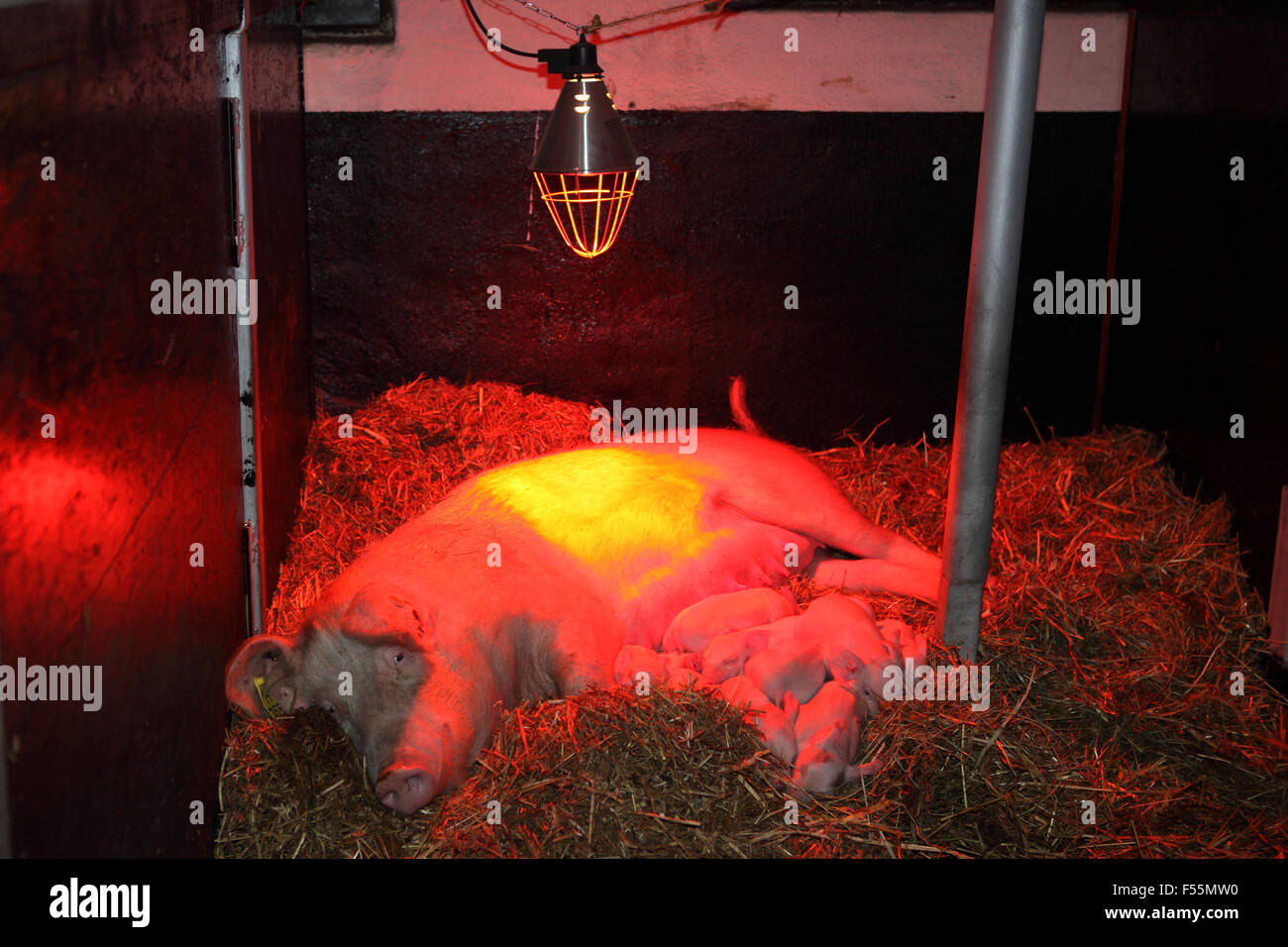 22.12.2010, Prangendorf , Meclemburgo-pomerania , Germania - scrofa e suinetti sono sotto una luce rossa in paglia. 00S101222D702CAROEX.JPG - non per la vendita in G E R M A N Y, A U S T R I A, S W I T Z e R L A N D [modello di rilascio: non applicabile, la proprietà di rilascio: NO (c) caro agenzia fotografica / sorge, http://www.caro-images.pl, info@carofoto.pl - nel caso di utilizzo di foto per non-scopi giornalistici, siete pregati di contattare l'Agenzia - la foto è soggetto a royalty!] Foto Stock