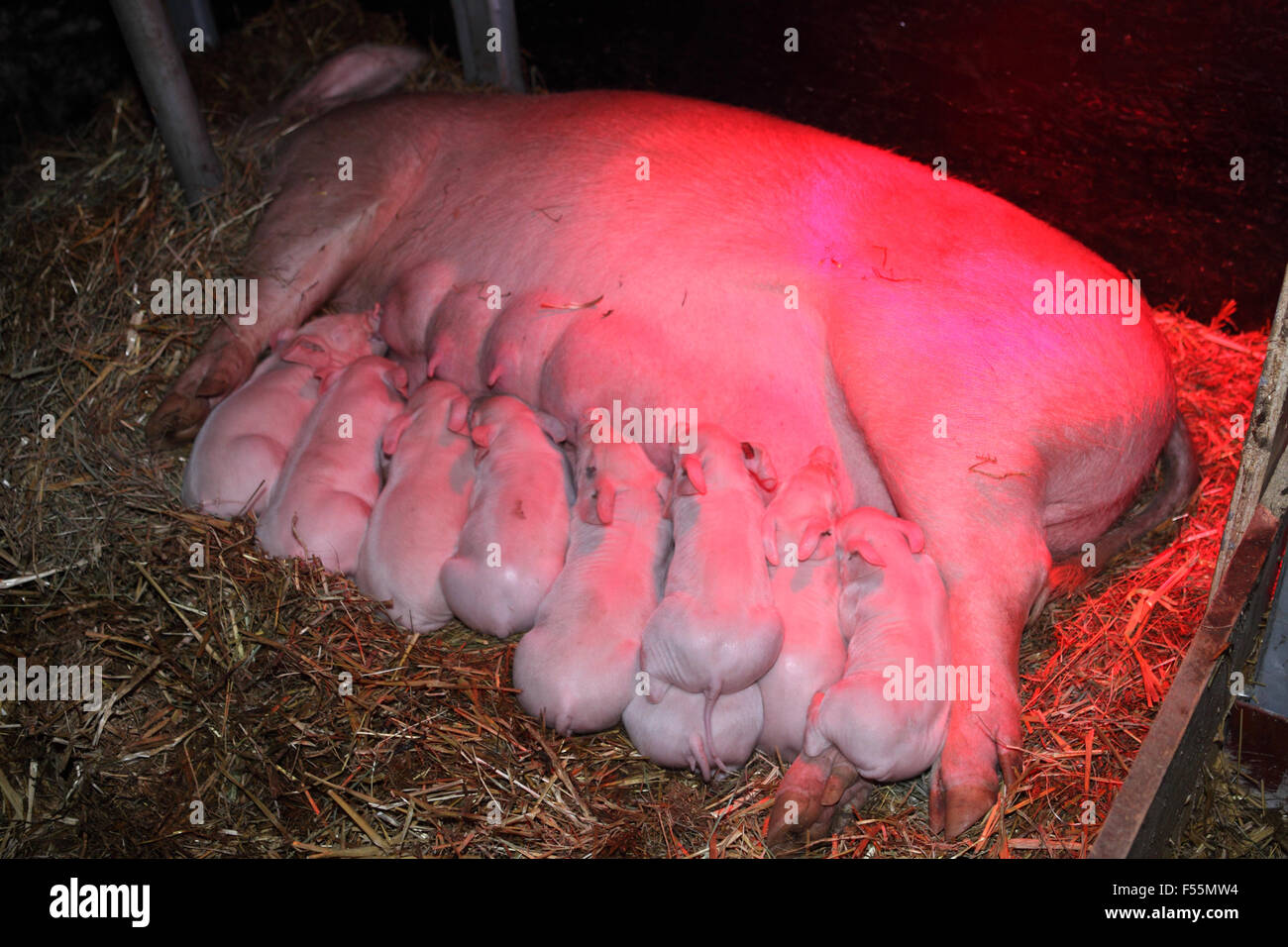 22.12.2010, Prangendorf , Meclemburgo-pomerania , Germania - seminare il lattante il neonato suinetti sotto una luce rossa in paglia. 00S101222D703CAROEX.JPG - non per la vendita in G E R M A N Y, A U S T R I A, S W I T Z e R L A N D [modello di rilascio: non applicabile, la proprietà di rilascio: NO (c) caro agenzia fotografica / sorge, http://www.caro-images.pl, info@carofoto.pl - nel caso di utilizzo di foto per non-scopi giornalistici, siete pregati di contattare l'Agenzia - la foto è soggetto a royalty!] Foto Stock