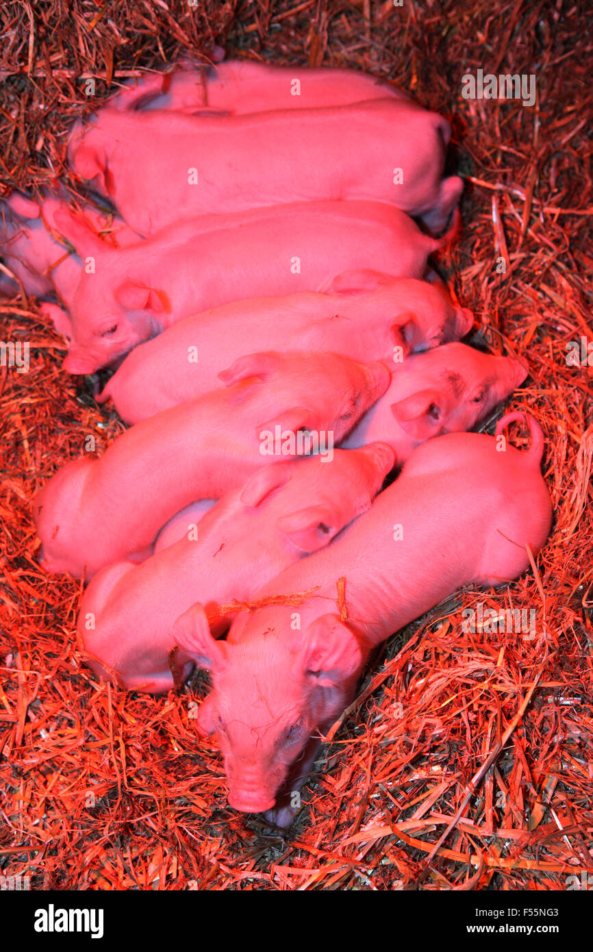 22.12.2010, Prangendorf , Meclemburgo-pomerania , Germania - suinetti neonati sono sotto una luce rossa in paglia. 00S101222D713CAROEX.JPG - non per la vendita in G E R M A N Y, A U S T R I A, S W I T Z e R L A N D [modello di rilascio: non applicabile, la proprietà di rilascio: NO (c) caro agenzia fotografica / sorge, http://www.caro-images.pl, info@carofoto.pl - nel caso di utilizzo di foto per non-scopi giornalistici, siete pregati di contattare l'Agenzia - la foto è soggetto a royalty!] Foto Stock