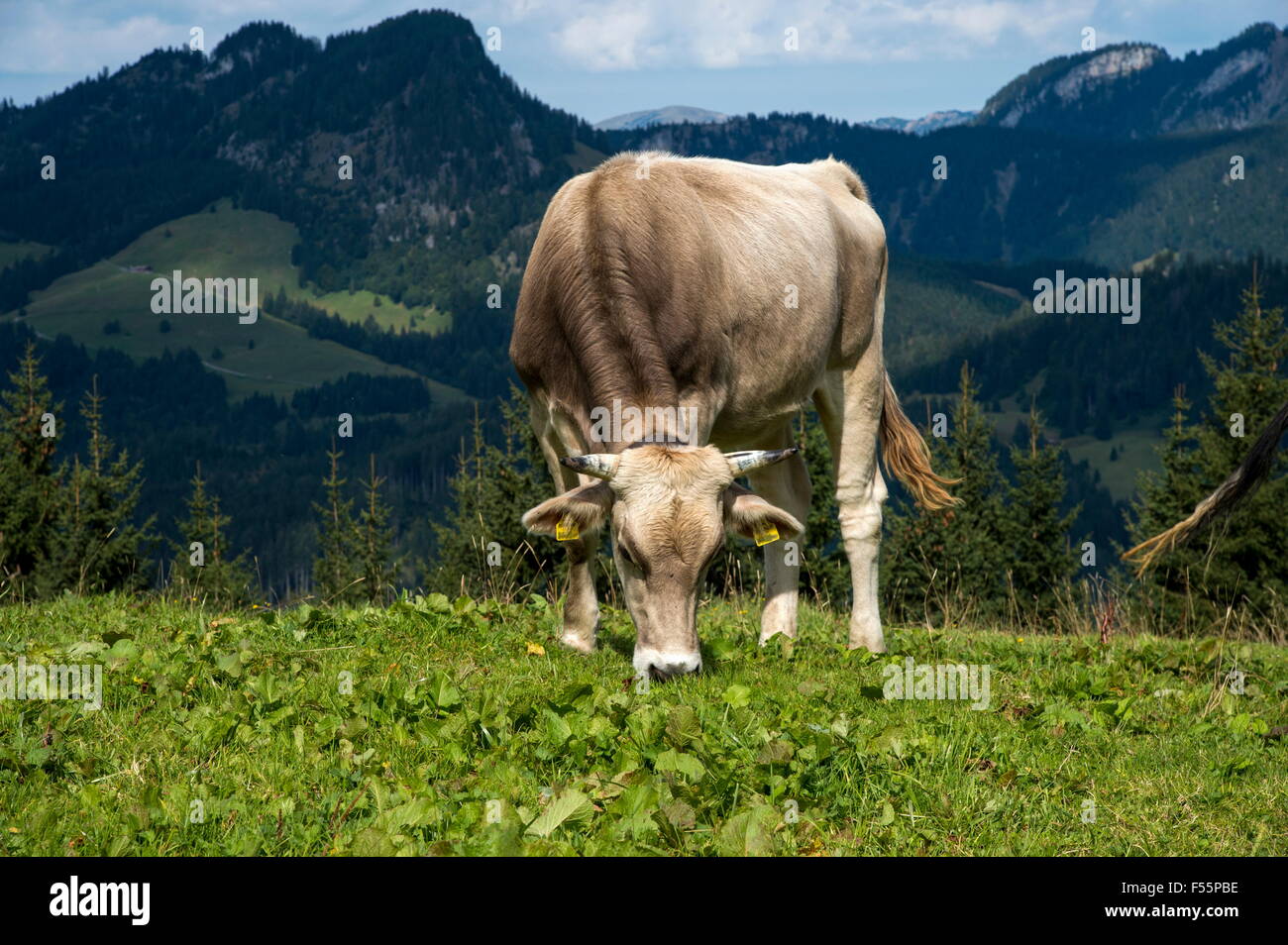 Vacca vacca da latte su un pascolo, Söllereck, Oberstdorf, Baviera, Germania Foto Stock