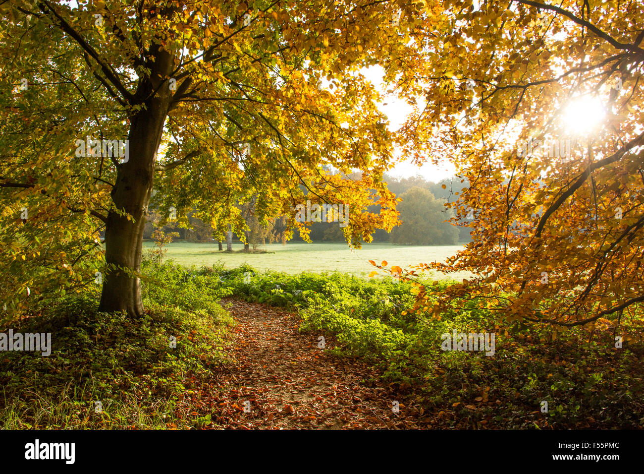 La luce del sole attraverso gli alberi in una foresta in autunno Foto Stock