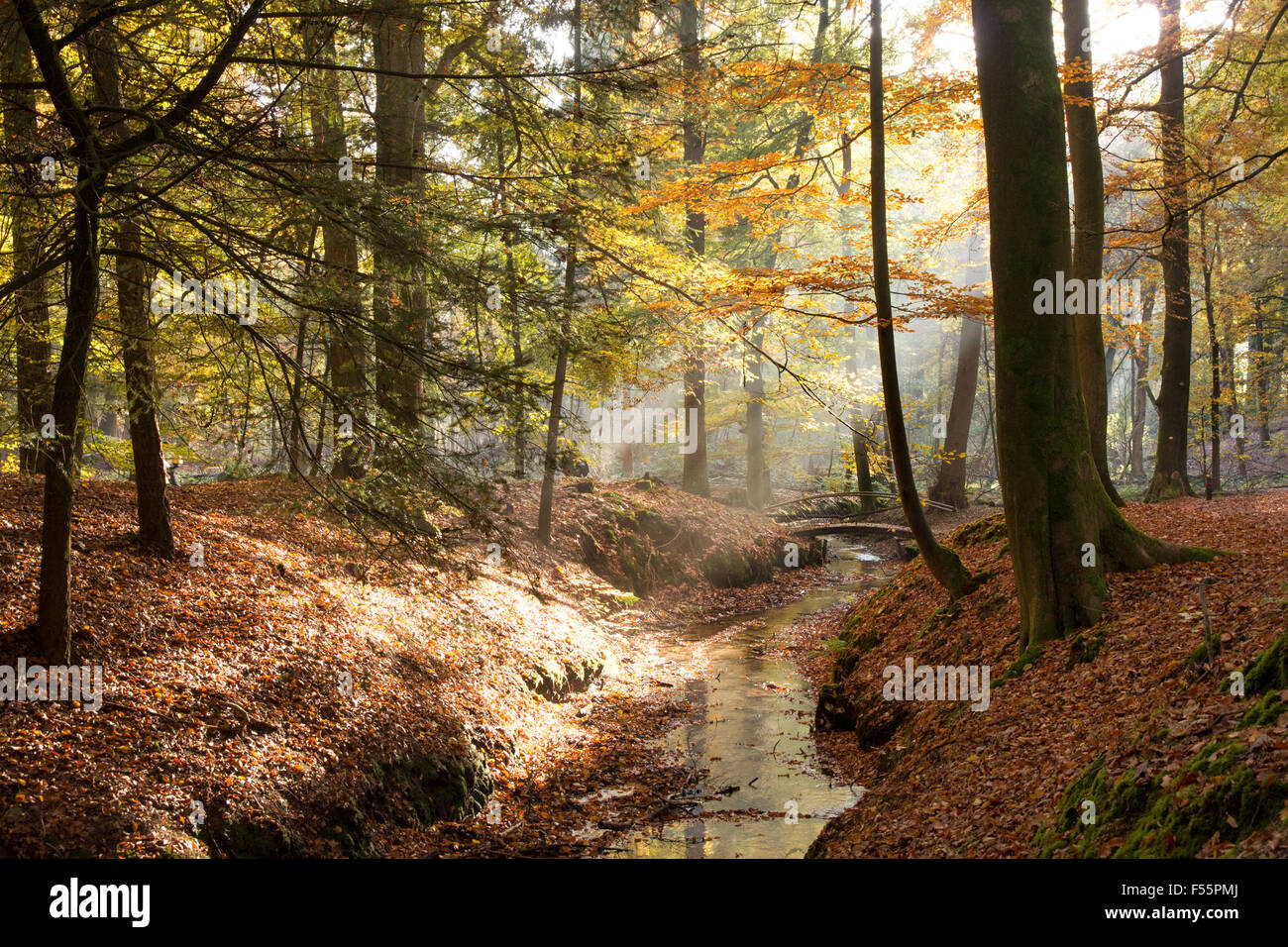 La luce del sole attraverso gli alberi in una foresta in autunno Foto Stock