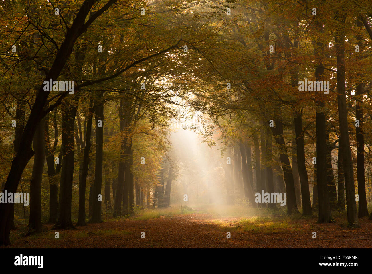 Sole che splende su un sentiero di bosco in autunno Foto Stock