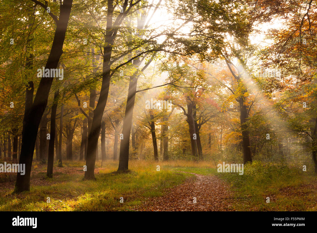 La luce del sole attraverso gli alberi in una foresta in autunno Foto Stock