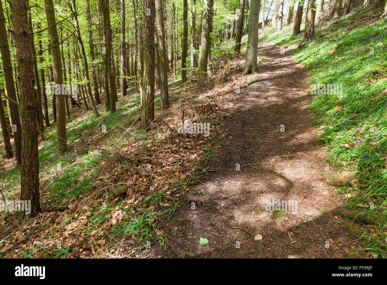 Percorso collinare attraverso boschi nel Derbyshire Dales. Callow legno, Derbyshire, Parco Nazionale di Peak District, England, Regno Unito Foto Stock