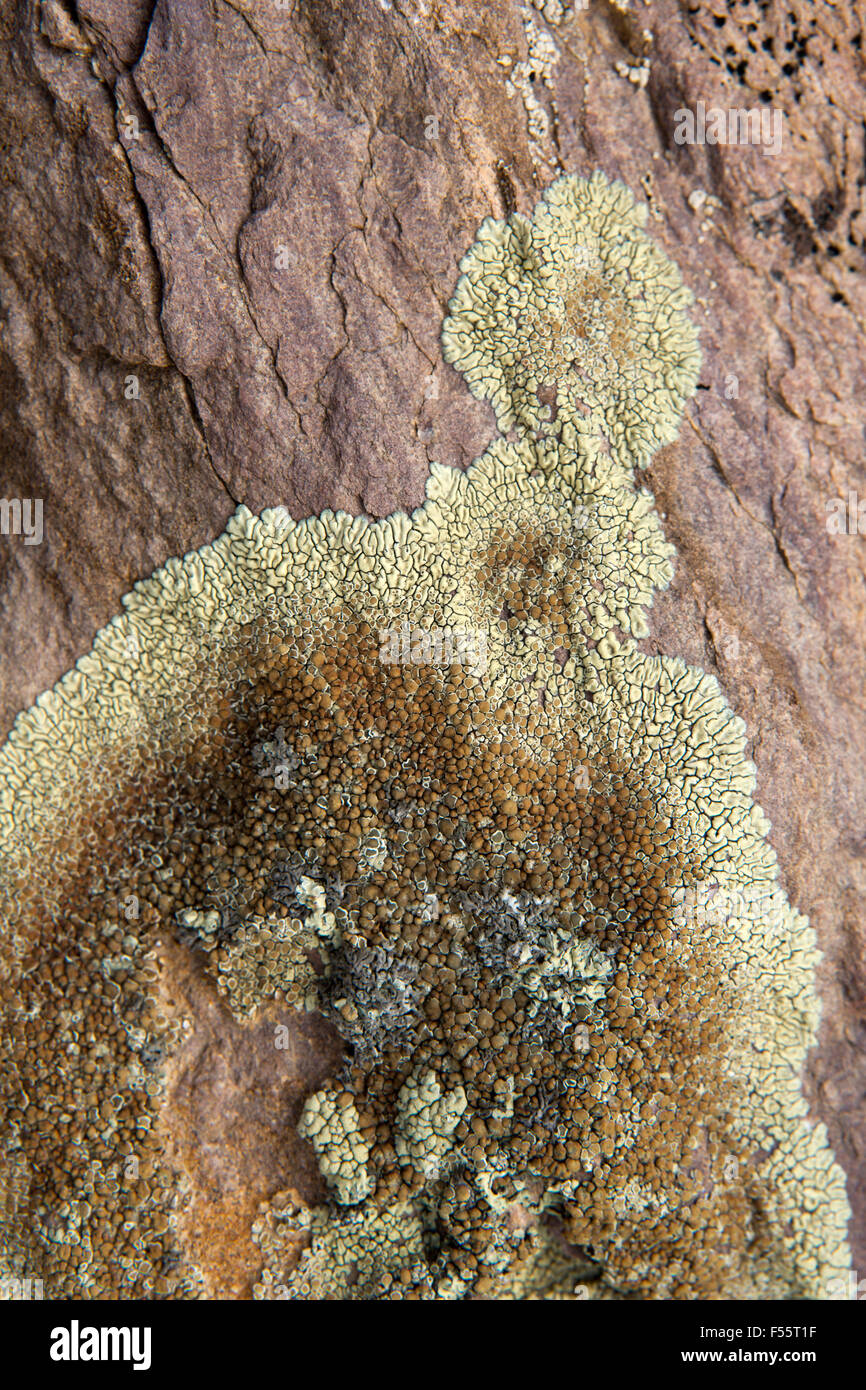 India, Himachal Pradesh, Spiti, Chandra, Taal crustose licheni crescono su lakeside rock Foto Stock