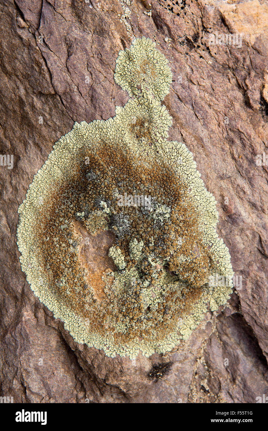 India, Himachal Pradesh, Spiti, Chandra, Taal crustose licheni crescono su lakeside rock Foto Stock