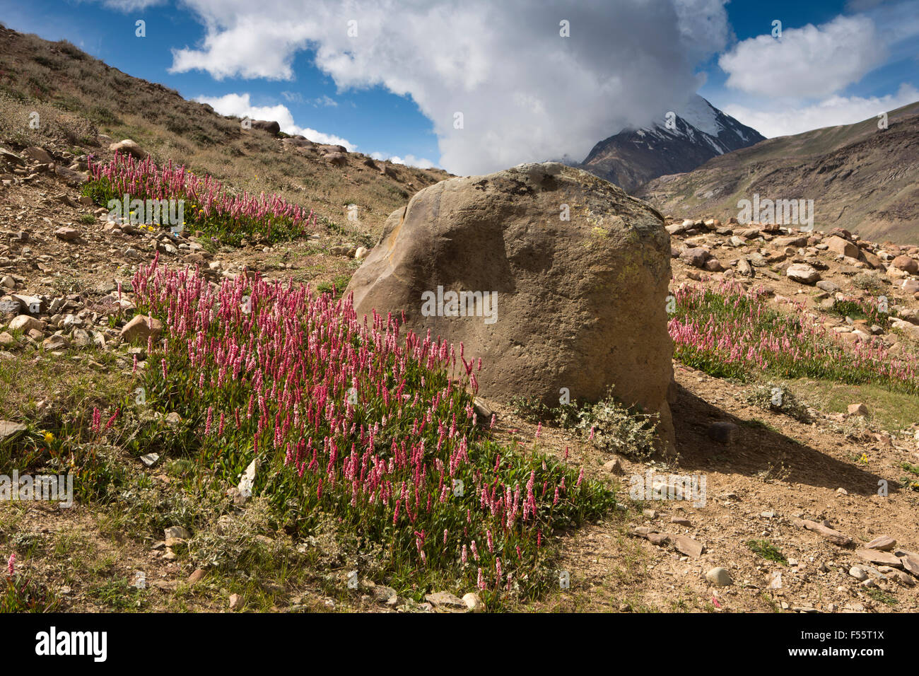 India, Himachal Pradesh, Spiti, Kunzum La pass, fiori rosa e rosso, knotweed Polygonum bistorta, amplexicaulis Foto Stock