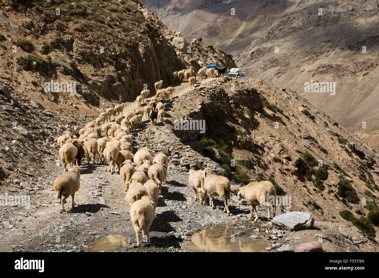 India, Himachal Pradesh, Spiti, Chandra, Taal gregge di ovini e caprini bloccando la Kunzum pass road Foto Stock