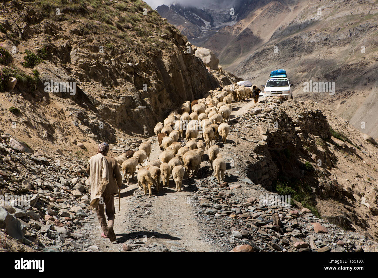 India, Himachal Pradesh, Spiti, Chandra, Taal pastore con gregge di ovini e caprini sulla Kunzum La pass road Foto Stock