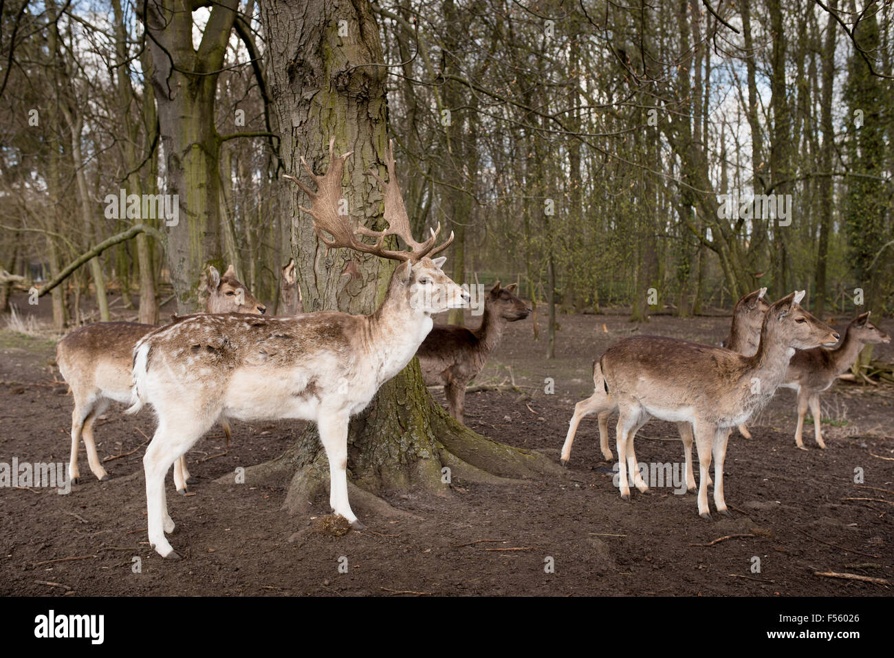 06.04.2015, Berlin, Berlin, Germania - Botanica Volkspark Blankenfelde-Pankow. Il cervo appartiene all ordine Artiodactyla. 00Y150406D001CAROEX.JPG - non per la vendita in G E R M A N Y, A U S T R I A, S W I T Z e R L A N D [modello di rilascio: non applicabile, la proprietà di rilascio: NO (c) caro agenzia fotografica / Teich, http://www.caro-images.pl, info@carofoto.pl - nel caso di utilizzo di foto per non-scopi giornalistici, siete pregati di contattare l'Agenzia - la foto è soggetto a royalty!] Foto Stock