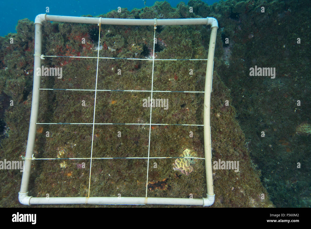 Foto subacquee quadrat utilizzato nella barriera corallina di monitoraggio di ricerca Foto Stock