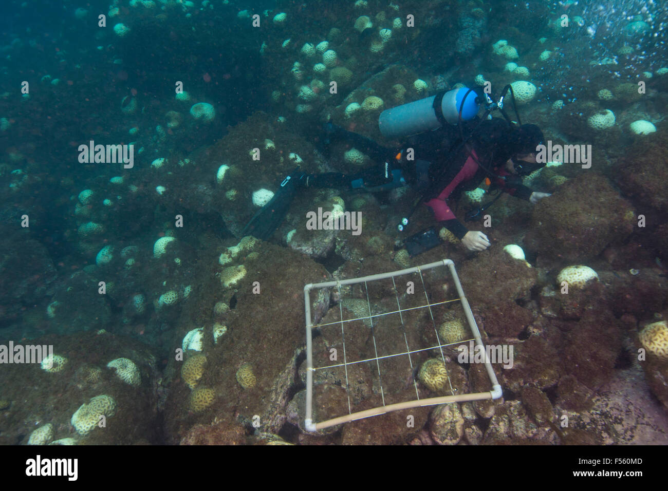 Scuba diver scienziato utilizzando il quadrante fotografico per stimare la copertura corallina e la raccolta dati con fotocamera digitale durante l'evento di sbiancamento corallo. Brasile Foto Stock