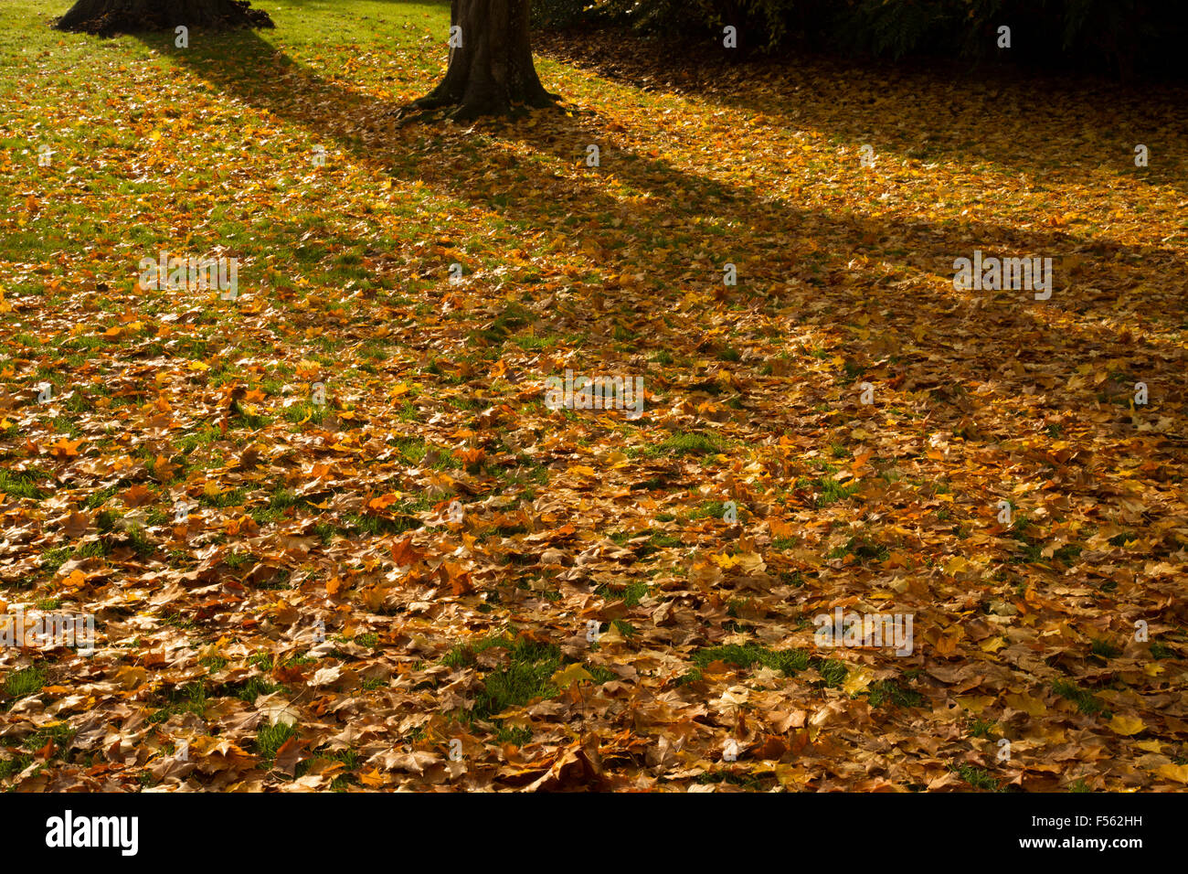 Bellissimo tappeto di autunno / cadono le foglie sotto gli alberi in una giornata di sole Foto Stock