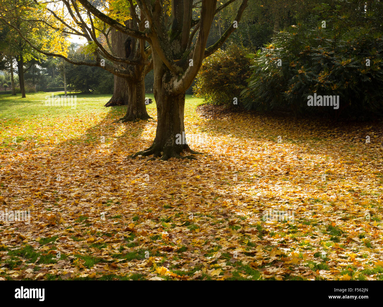 Bellissimo tappeto di autunno / cadono le foglie sotto gli alberi in una giornata di sole Foto Stock