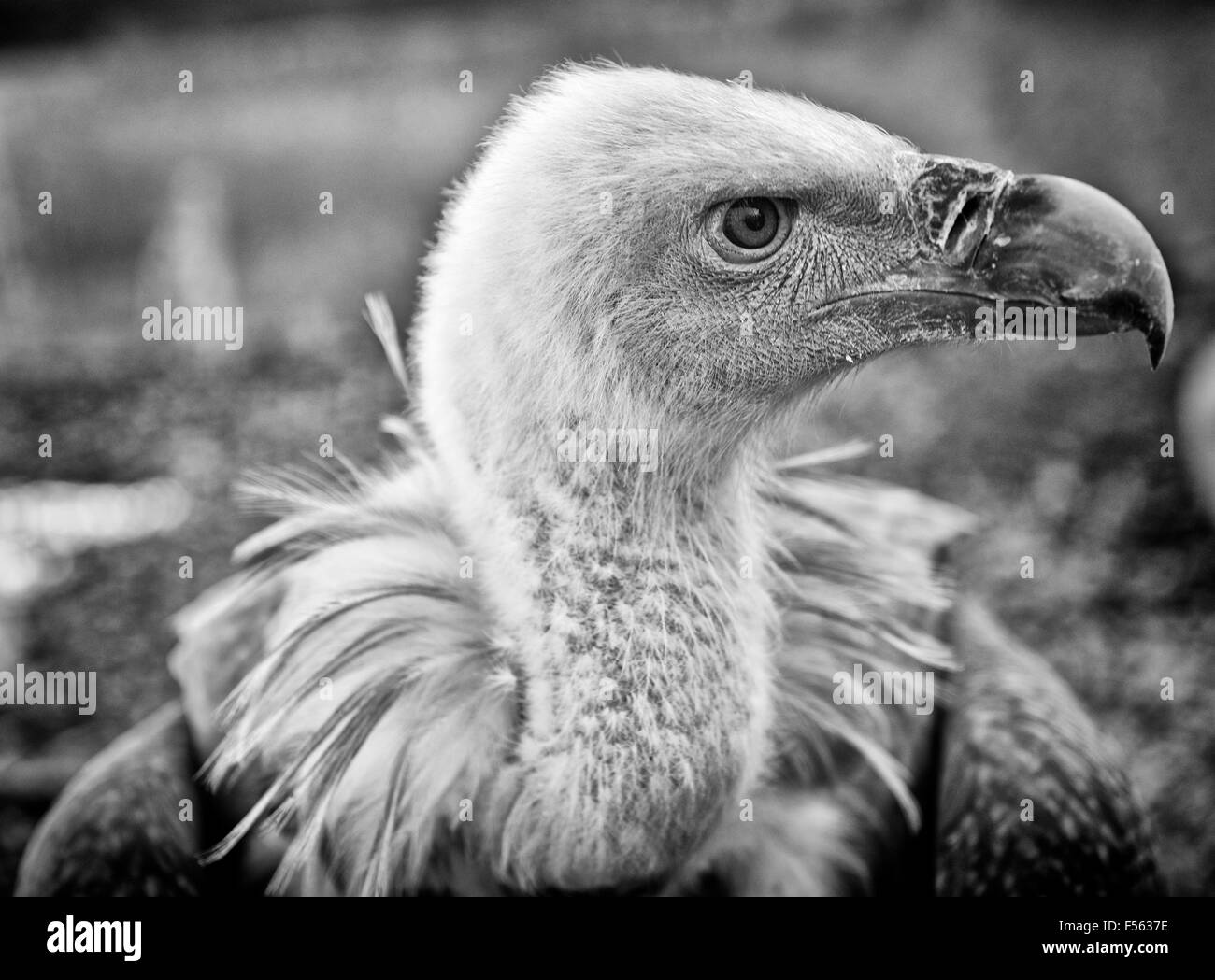Gaensegeier, Gyps fulvus, Buitre Leonado, Gänsegeier, grifone, eurasian griffon Foto Stock