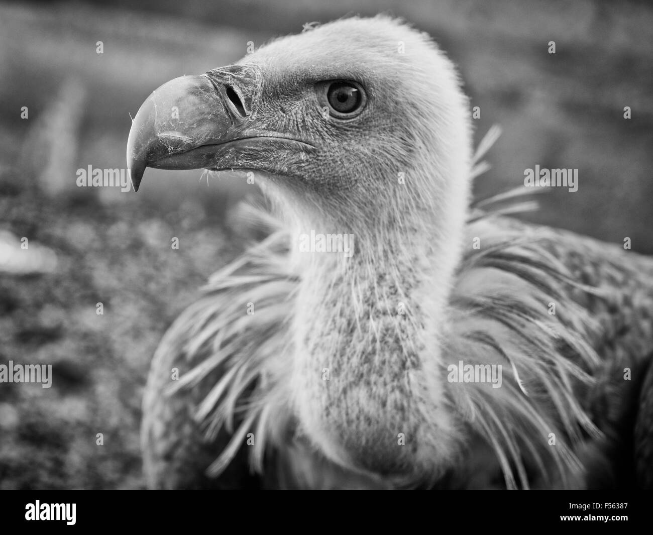 Gaensegeier, Gyps fulvus, Buitre Leonado, Gänsegeier, grifone, eurasian griffon Foto Stock