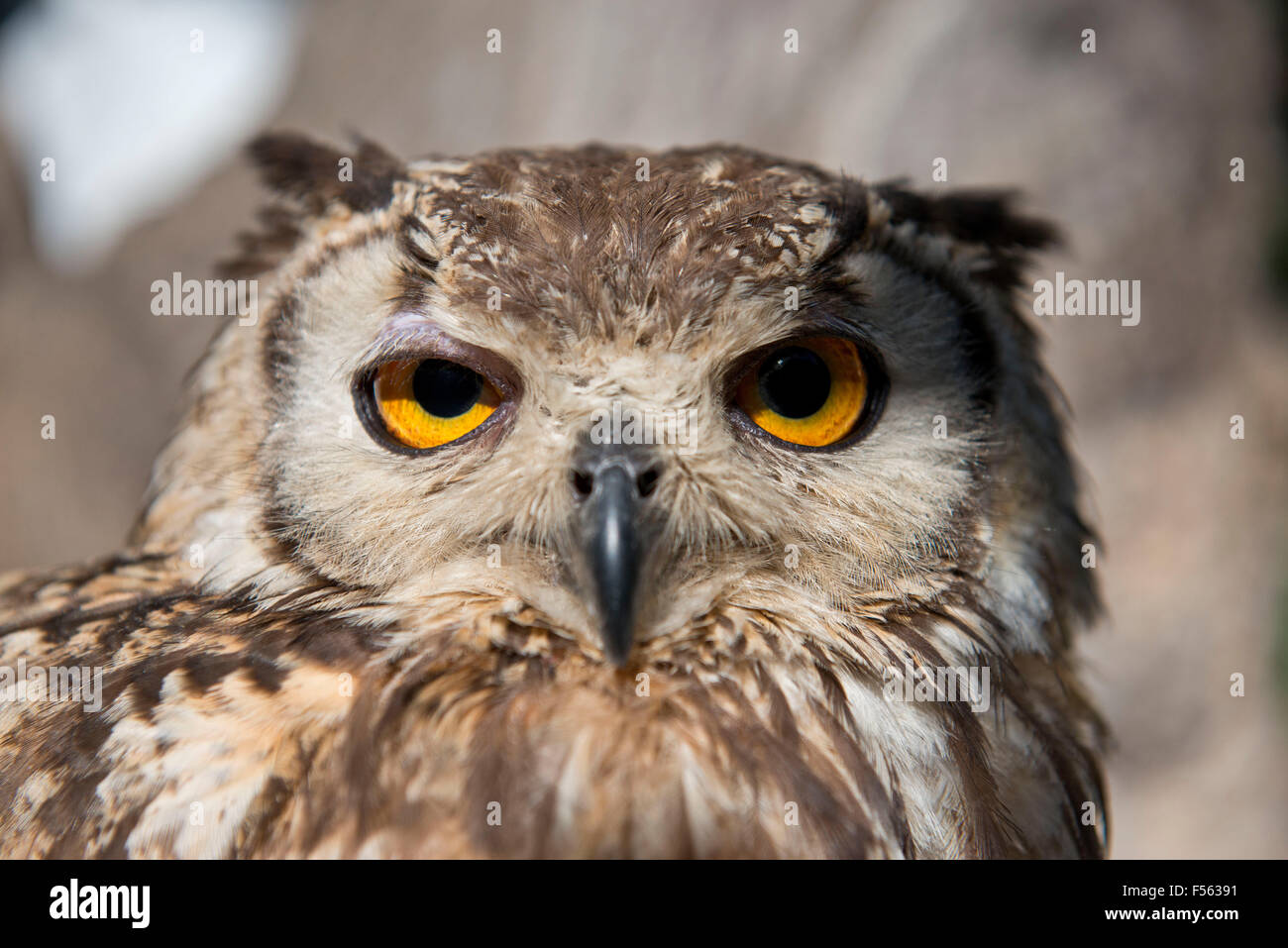 Bengalenuhu, Indischer Uhu, bubo bangalensis, Buho de Bengala, Buho Real indio, il gufo reale, indiano gufo reale Foto Stock