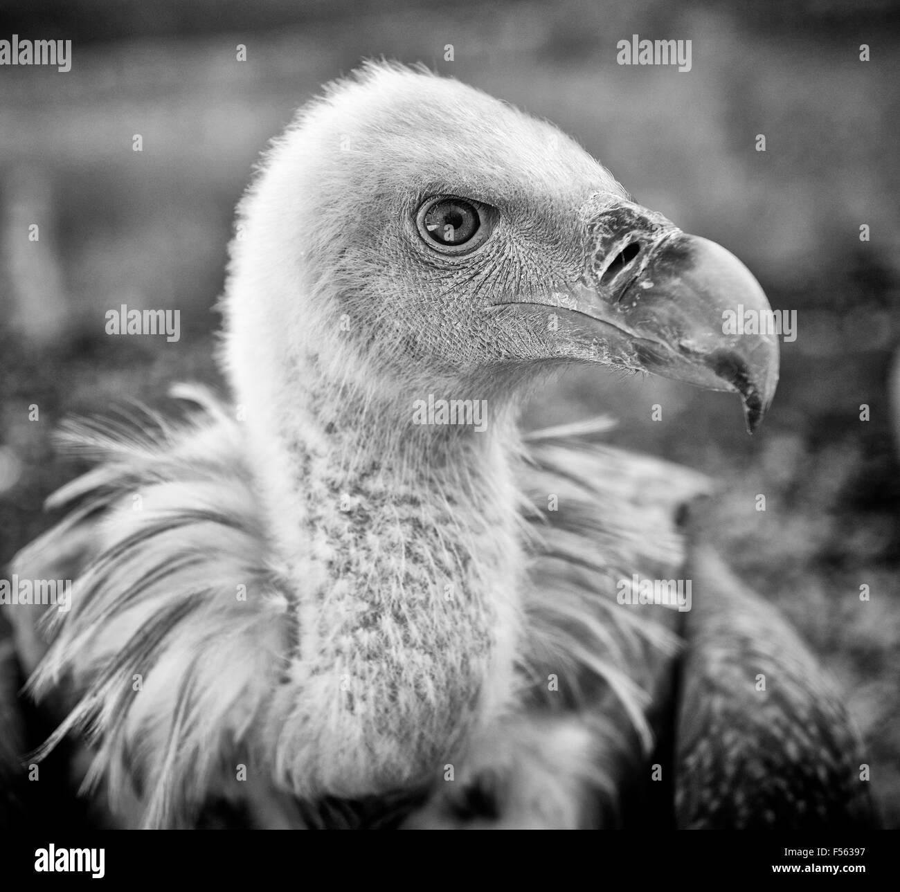 Gaensegeier, Gyps fulvus, Buitre Leonado, Gänsegeier, grifone, eurasian griffon Foto Stock