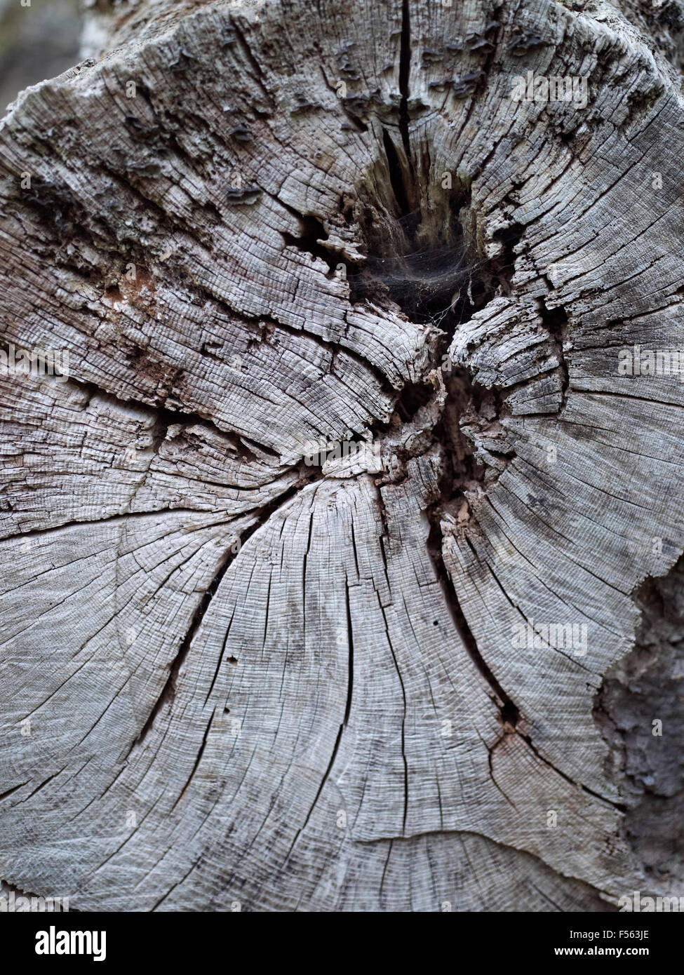 L'interno di una struttura ad albero. Foto Stock