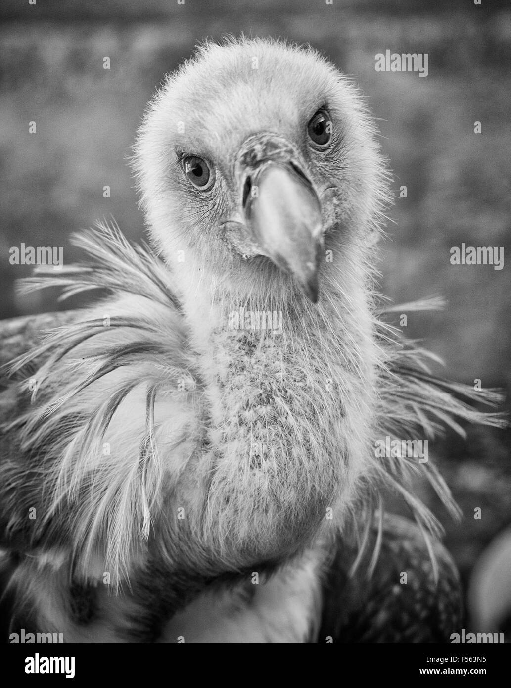 Gaensegeier, Gyps fulvus, Gänsegeier, grifone, eurasian griffon Foto Stock