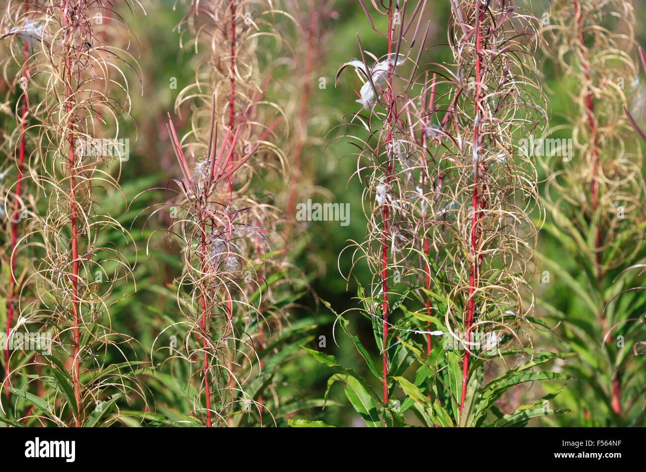 Chamerion angustifolium Rosebay Willowherb. Foto Stock