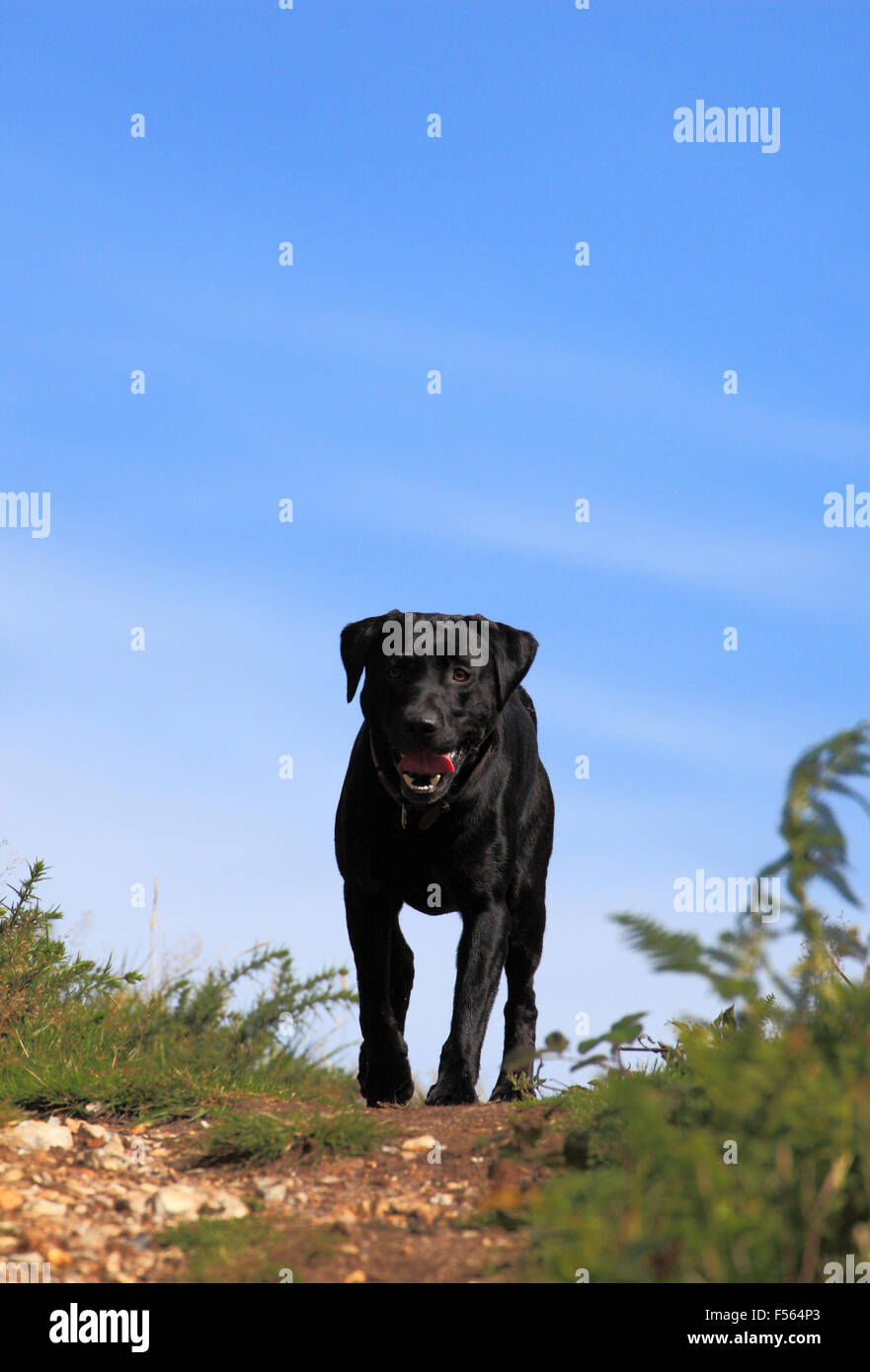 Il labrador nero cane su di una collina. Foto Stock