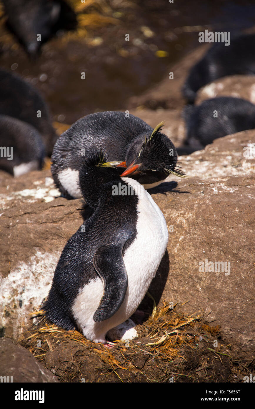 La potatura,kissing pinguini! Foto Stock