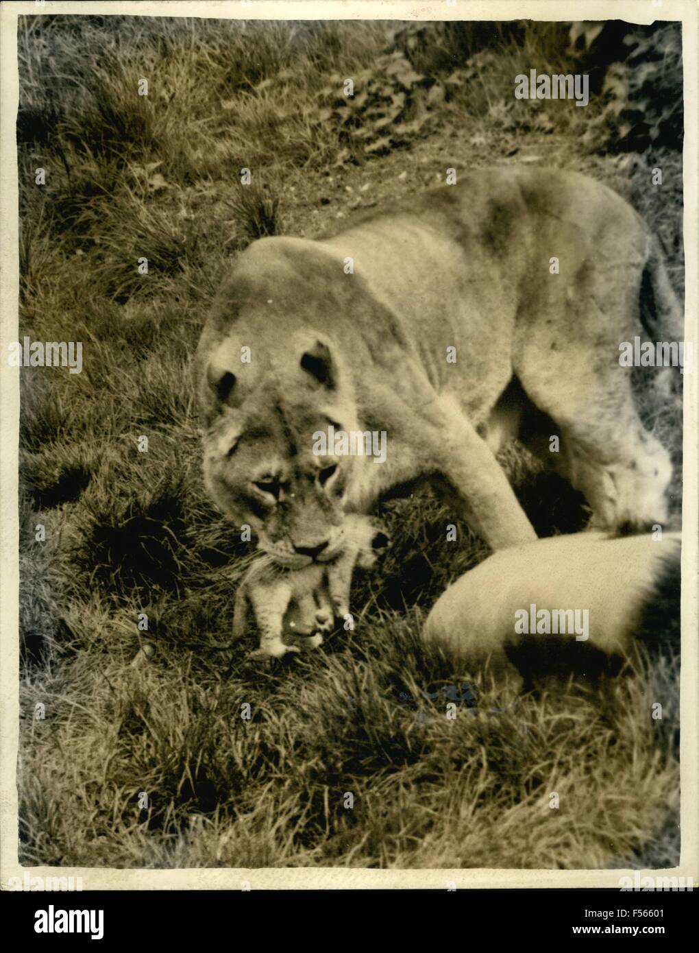 1958 - Uno Cub muore dopo due gemelli nati a Leonessa a Whipsnade Zoo: uno di una coppia di cuccioli nati a Leonessa Jean una settimana fa presso il Whipsnade Zoo è morto. Ieri, guardato dal padre, nb, ha ancora portato i morti cub circa la penna, di arresto e quindi ora a bugie come se per tentare di rilanciare. Mostra fotografica di Jean portante il cucciolo superstite allo zoo di oggi. Parte Armand può essere visto in primo piano. © Keystone Pictures USA/ZUMAPRESS.com/Alamy Live News Foto Stock