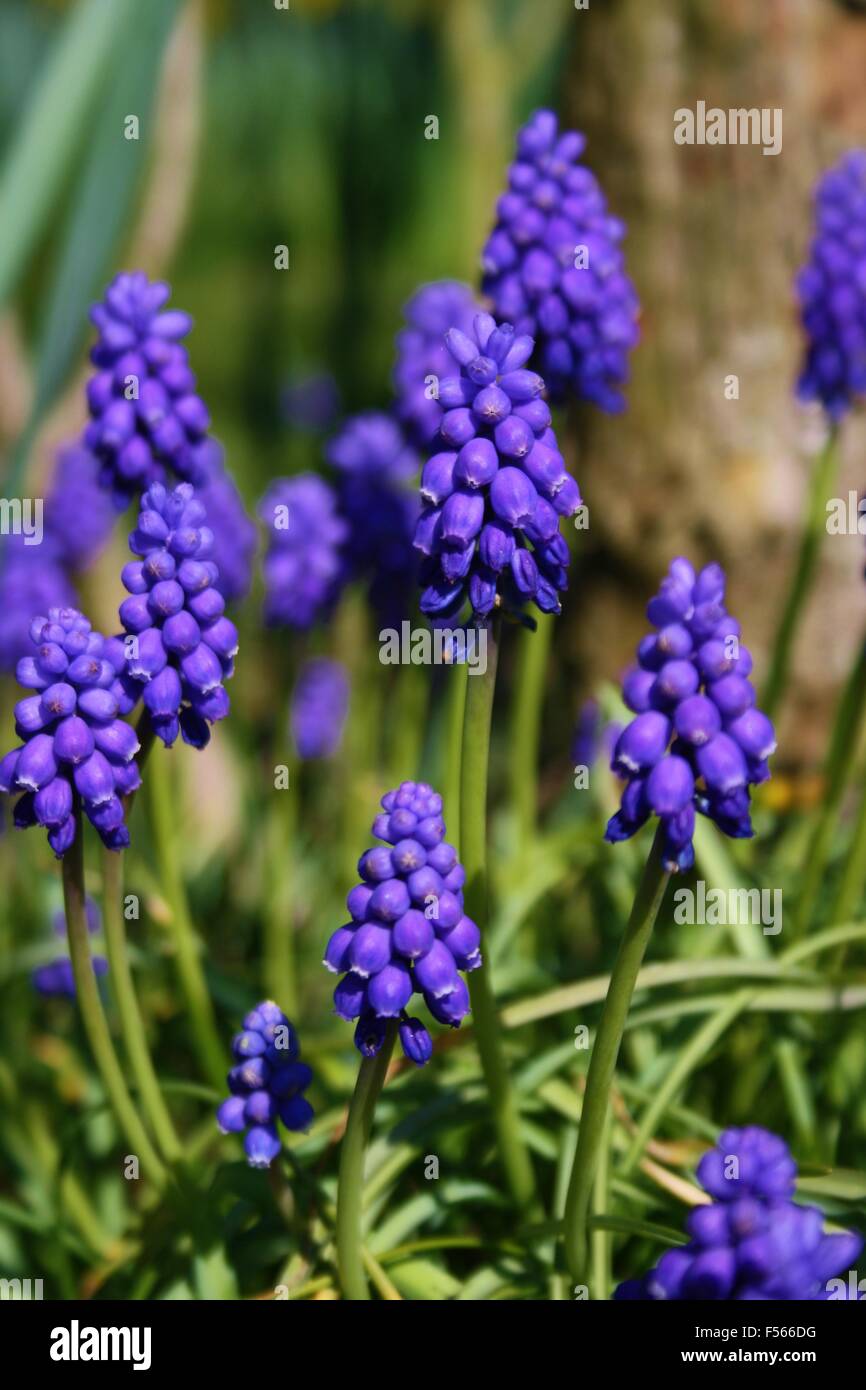 Giacinto di uva, Blue Bell, bluebell flower, molla flowera Foto Stock