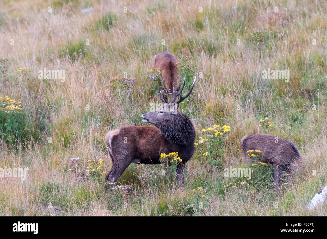 Un cervo rosso cervo, Cervus elaphus scoticus, con due cerve in Glen Cassley, Sutherland, Scozia Foto Stock