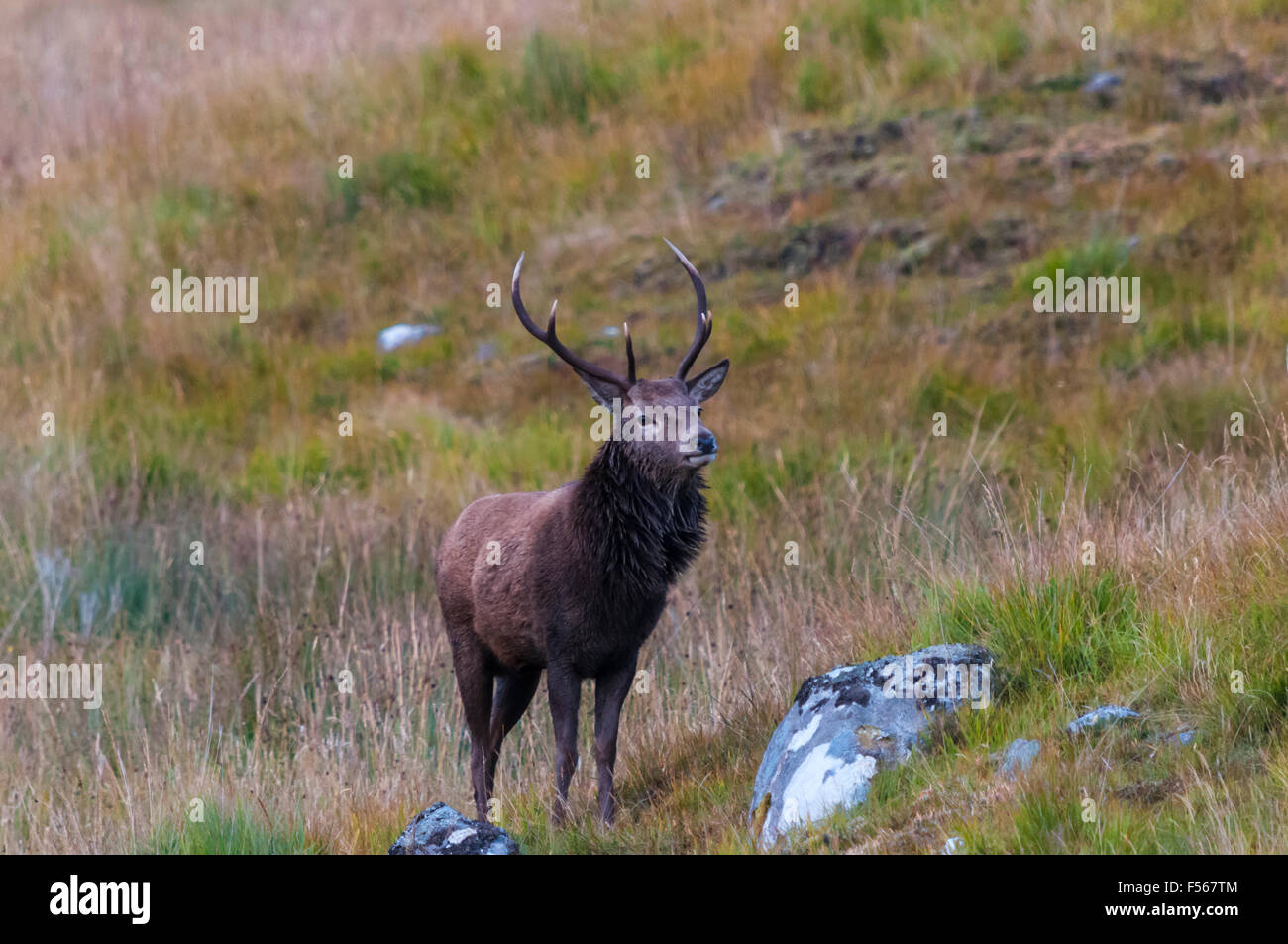 Un cervo rosso cervo, Cervus elaphus scoticus, in Glen Cassley, Sutherland, Scozia Foto Stock