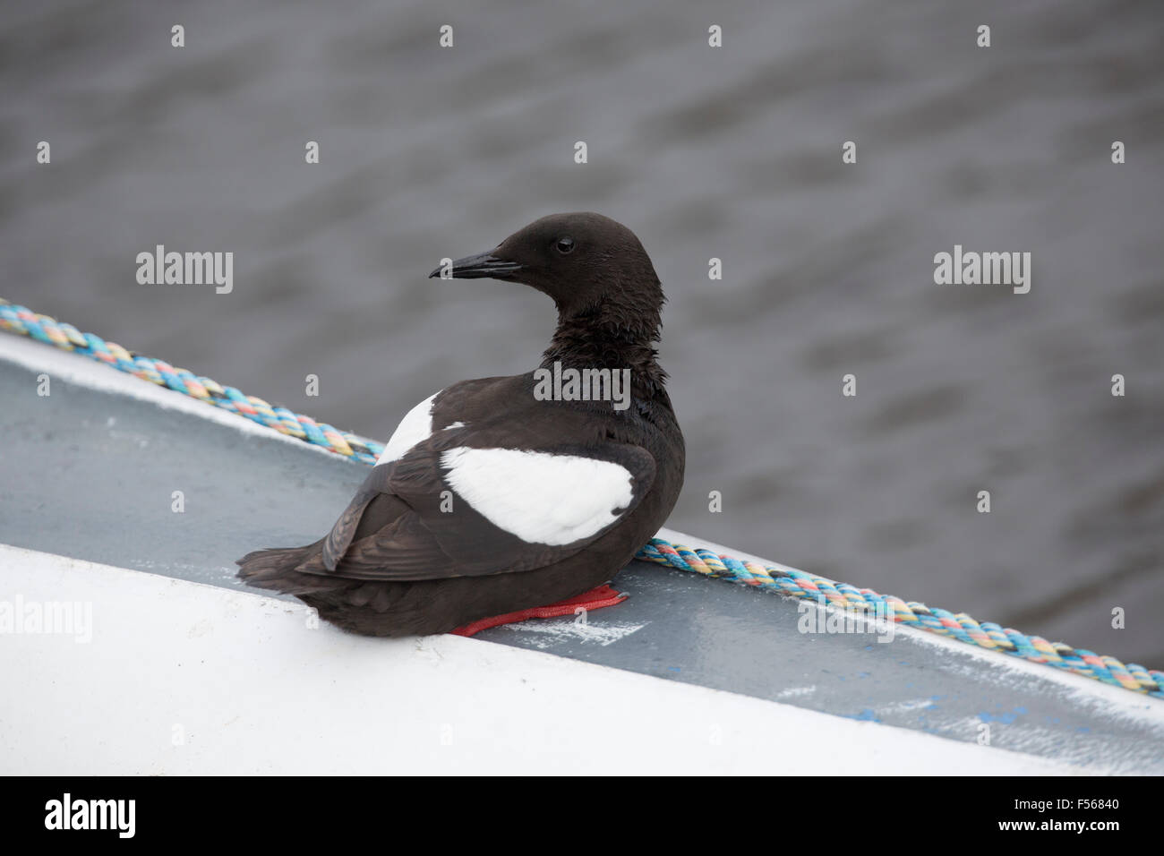 Black Guillemot; Cepphus grylle sola seduta su una barca Isola di Man; Regno Unito Foto Stock