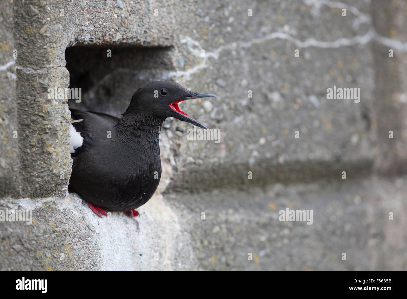 Black Guillemot; Cepphus grylle singolo emergente dal nido foro nella parete; Isola di Man; Regno Unito Foto Stock