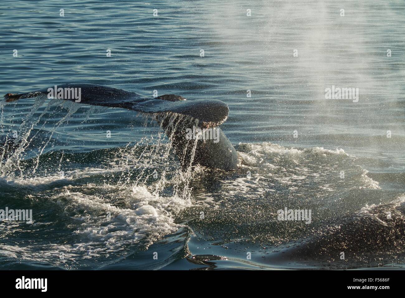 La coda di una Humpback Whale diving. Retroilluminazione enfasi tutte le splas e gocce di acqua Foto Stock