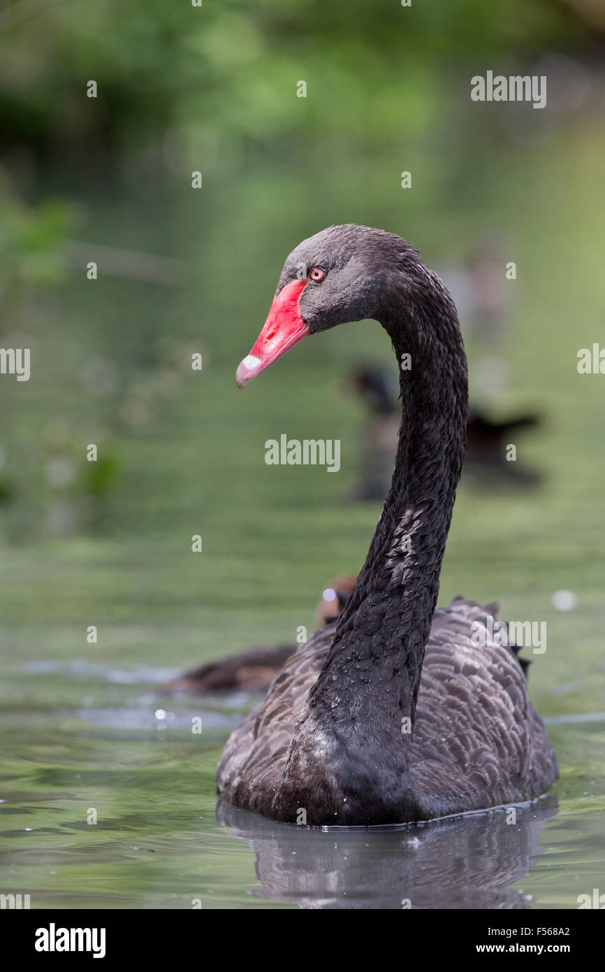 Black Swan; Cygnus atratus singolo adulto ritratto; Anglesey, Regno Unito Foto Stock