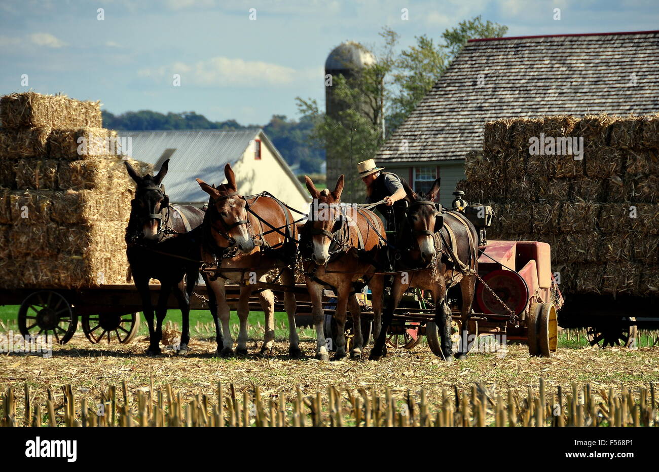 Lancaster County, Pennsylvania: Amish farmer indossando un cappello di paglia con il suo team di quattro asini pressatura di fieno Foto Stock