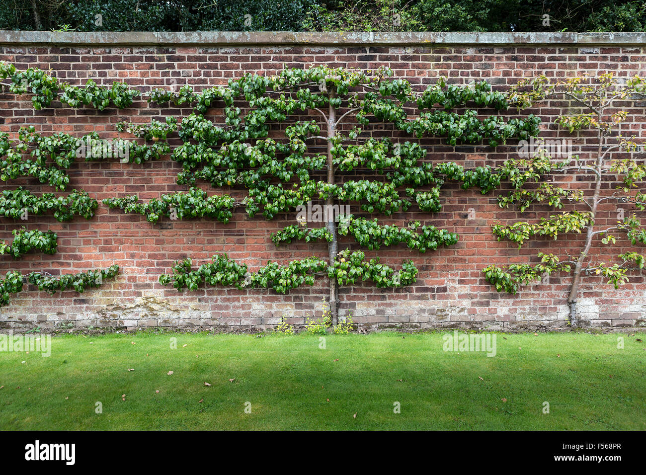Meli, addestrati per crescere orizzontalmente lungo la parete a Grappenhall Heys walled garden, Cheshire, Regno Unito Foto Stock