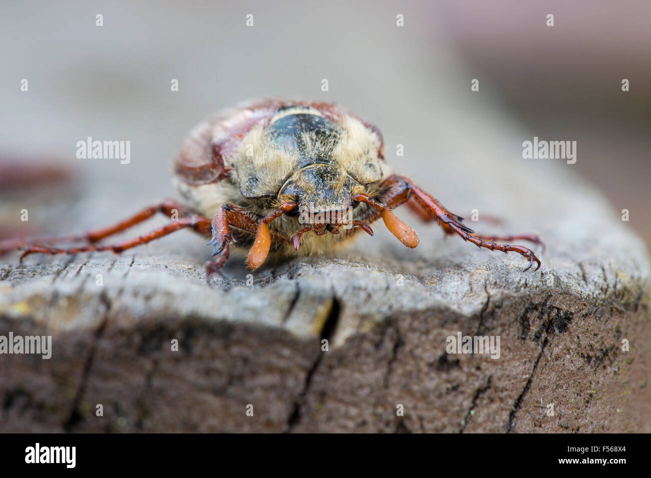 Cockchafer; Cornovaglia; Regno Unito Foto Stock