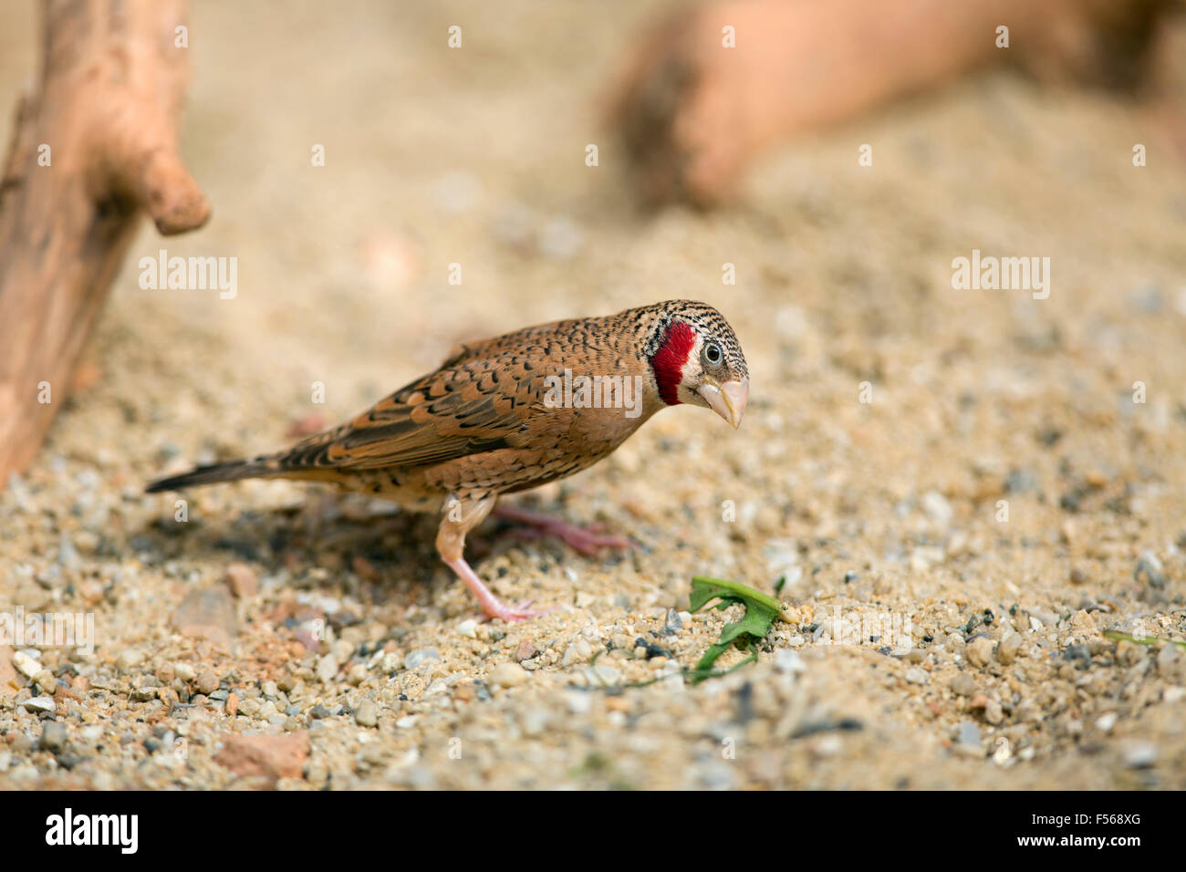 Tagliare la gola Finch; Amadina fasciata singolo; Captive REGNO UNITO Foto Stock